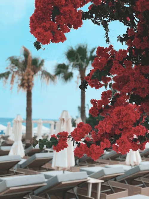 Red bougainvillea flowers framing a quiet resort seating area near the sea in Cyprus